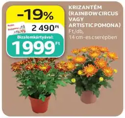 Auchan Krizantém (Rainbow Circus vagy Artistic Pomona) ajánlat