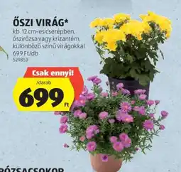 ALDI Őszi Virág ajánlat
