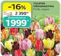 Auchan TULIPÁN VIRÁGHAGYMA ajánlat