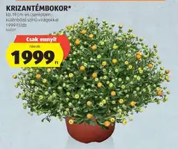 ALDI Krizantémbokor ajánlat