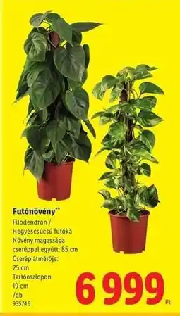 Lidl Futónövény ajánlat