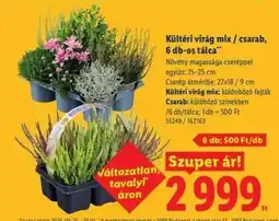 Lidl Kültéri virág mix / csarab, 6 db-os tálca ajánlat
