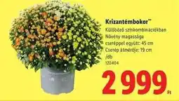 Lidl Krizantémbokor ajánlat
