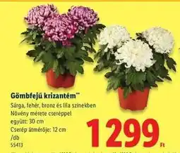 Lidl Gömbfejű krizantém ajánlat