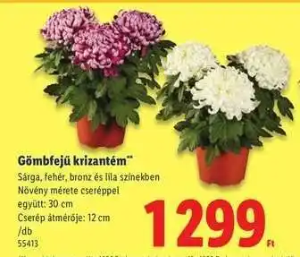 Lidl Gömbfejű krizantém ajánlat
