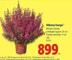 Lidl Vékony hanga ajánlat