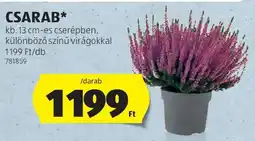 ALDI Csarab ajánlat