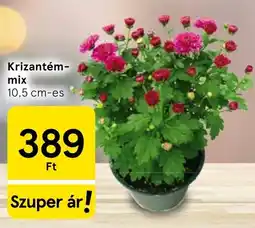 Tesco Krizantém-mix ajánlat