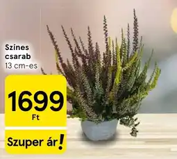 Tesco Színes csarab ajánlat