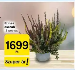 Tesco Színes csarab ajánlat