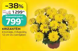 Auchan Krizantém ajánlat