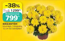 Auchan Krizantém ajánlat