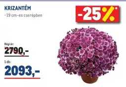 Metro Krizantém ajánlat