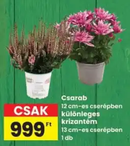 Interspar Csarab krizantém ajánlat