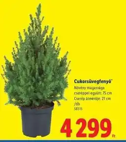 Lidl Cukorsüvegfenyő ajánlat