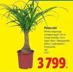 Lidl Pálma mix ajánlat