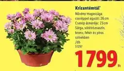 Lidl Krizantémtál ajánlat