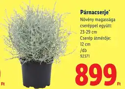 Lidl Párnacserje ajánlat