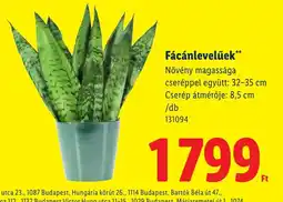 Lidl Fácánlevelűk ajánlat