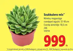 Lidl Szukkulens mix ajánlat