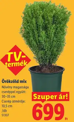 Lidl Örökzöld mix ajánlat
