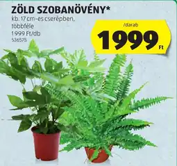 ALDI Zöld szobanövény ajánlat