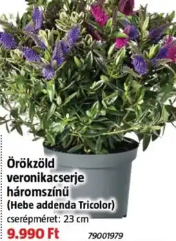Bauhaus Örökzöld veronikacserje ajánlat