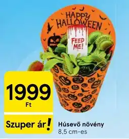 Tesco Húsevő növény ajánlat