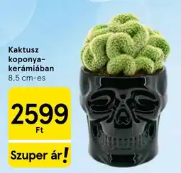 Tesco Kaktusz koponya-kerámiában ajánlat