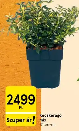 Tesco Kecskerágó mix ajánlat