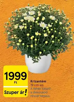 Tesco Krizantém ajánlat