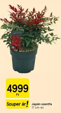 Tesco Japán szentfa ajánlat