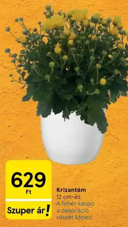 Tesco Krizantém ajánlat
