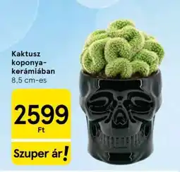 Tesco Kaktusz koponya-kerámiában ajánlat
