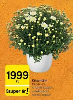 Tesco Krizantém ajánlat