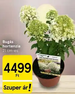 Tesco Bugás hortenzia ajánlat