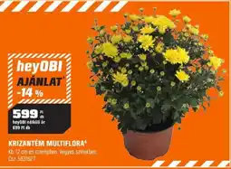 OBI heyobi krizantém multiflora ajánlat