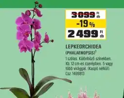 OBI Lepkeorchidea (Phalaenopsis) ajánlat