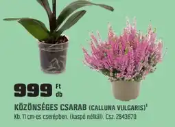 OBI Közönséges csarab (calluna vulgaris) ajánlat
