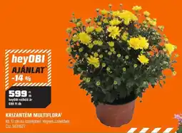 OBI heyobi krizantém multiflora ajánlat