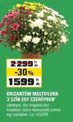 OBI Krizantém multiflora ajánlat