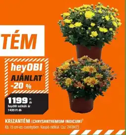 OBI heyOBI krizantém ajánlat