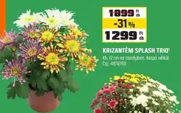OBI Krizantém splash trio ajánlat