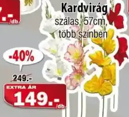 Vianni Drogéria Kardvirág ajánlat