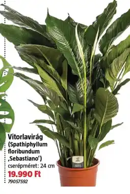 Bauhaus Vitorlavirág ajánlat