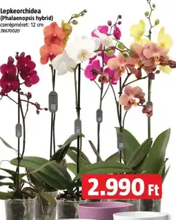 Bauhaus Lepkeorchidea ajánlat