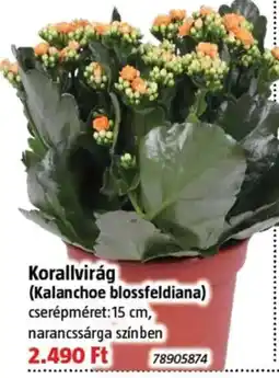 Bauhaus Korallvirág ajánlat