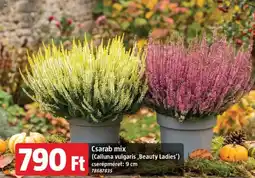 Bauhaus Csarab mix ajánlat
