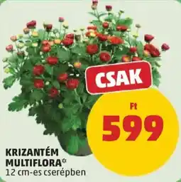 PENNY Krizantém multiflora ajánlat