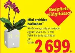 Lidl Mini orchidea házikóban ajánlat